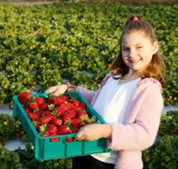 Strawberry Fields - Gold Coast Attractions