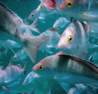 Wolf Rock Dive Site - Gold Coast Attractions