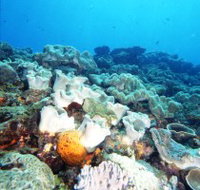 Mudjimba Old Woman Island Dive Site - Gold Coast Attractions