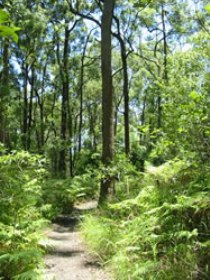 Mapleton Falls National Park - Gold Coast Attractions 0