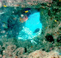Michaelmas Cay Dive Site - Gold Coast Attractions