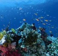 Southern Small Detached Reef Dive Site - Gold Coast Attractions