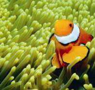 Thetford Reef Dive Site - Gold Coast Attractions