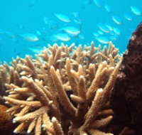 Normanby Reef - Gold Coast Attractions