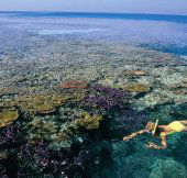 Split Bommie Dive Site - Gold Coast Attractions