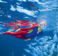 Pixie Pinnacle Dive Site - Gold Coast Attractions
