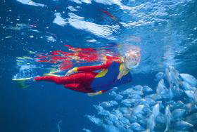 Pixie Pinnacle Dive Site - Gold Coast Attractions 0