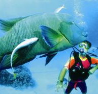 Turtle Bay Dive Site - Gold Coast Attractions