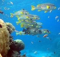 Coral Gardens Dive Site Flynn Reef - Gold Coast Attractions
