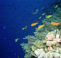 The Three Sisters Dive Site - Gold Coast Attractions