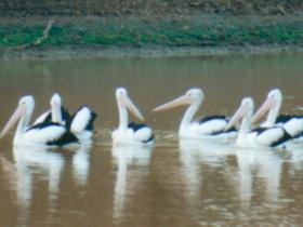  Gold Coast Attractions