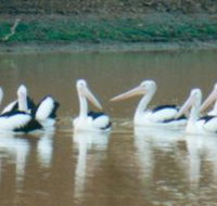 Pelican Point - Gold Coast Attractions