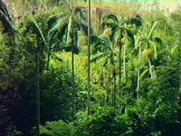 Book Cania Accommodation Vacations Gold Coast Attractions Gold Coast Attractions