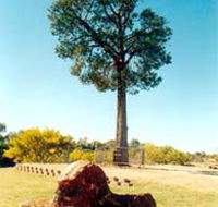 Robbers Tree - Gold Coast Attractions