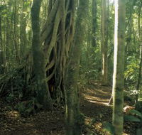 Mount Bithongabel - Gold Coast Attractions