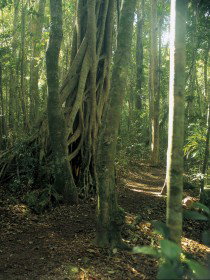 Mount Bithongabel - Gold Coast Attractions 0