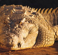 Koorana Crocodile Farm - Gold Coast Attractions