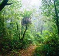 Lamington National Park Green Mountains Section - Gold Coast Attractions