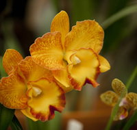 Queens Park - Orchid House - Gold Coast Attractions