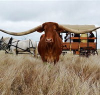 Texas Longhorn Wagon Tours and Safaris - Gold Coast Attractions