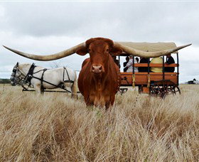 Texas Longhorn Wagon Tours And Safaris - Gold Coast Attractions 0