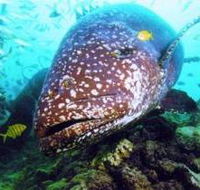 Lady Musgrave Island Dive Sites - Gold Coast Attractions