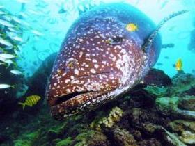 Lady Musgrave Island Dive Sites - Gold Coast Attractions 0