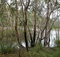 Mount Rooper Circuit and Swamp Bay Track - Gold Coast Attractions