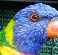 Fraser Coast Wildlife Sanctuary - Gold Coast Attractions