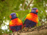 Book Middlemount Accommodation Vacations Gold Coast Attractions Gold Coast Attractions