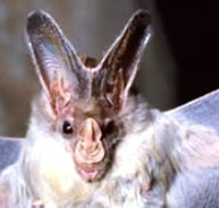 Mount Etna Caves National Park - Gold Coast Attractions