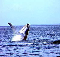 Whale Watching - Gold Coast Attractions