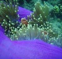 The Lady Bowen Dive Site - Gold Coast Attractions