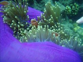 The Lady Bowen Dive Site - Gold Coast Attractions 0
