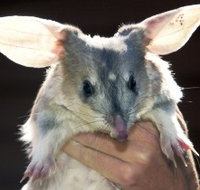 Charleville - Bilby Experience - Gold Coast Attractions