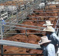 Dalrymple Sales Yards - Cattle Sales - Gold Coast Attractions