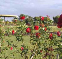 Elizabeth Park Rose Gardens - Gold Coast Attractions