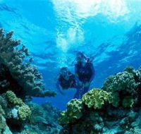 Coral Gardens Dive Site - Gold Coast Attractions
