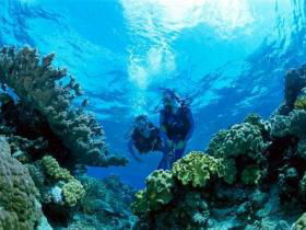 Coral Gardens Dive Site - Gold Coast Attractions 0