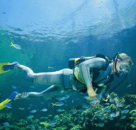 Manta Ray Bommie Dive Site - Gold Coast Attractions