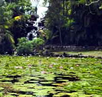 Queens Park Waterfall - Gold Coast Attractions