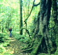 Mt Superbus - Gold Coast Attractions