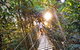 Tree Top Walkway - thumb 0