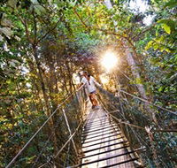Tree Top Walkway - Gold Coast Attractions