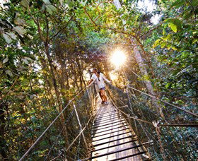 Tree Top Walkway - Gold Coast Attractions 0
