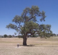 Historic Coolabah Tree - Gold Coast Attractions
