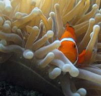 Flat Rock Dive Site - Gold Coast Attractions