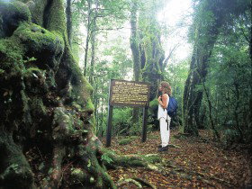 Tooloona Creek Circuit - Gold Coast Attractions 0