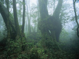 West Canungra Creek Circuit - Gold Coast Attractions 0