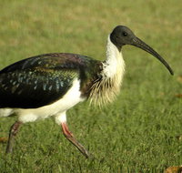 Toowoomba Bicentennial Waterbird Habitat - Gold Coast Attractions